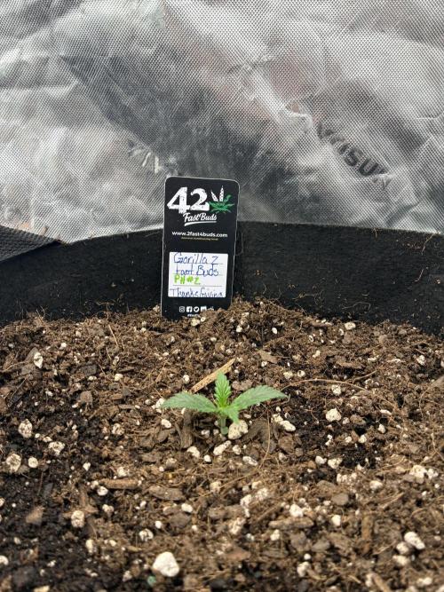 winter season, grow #2 officially. Week 0