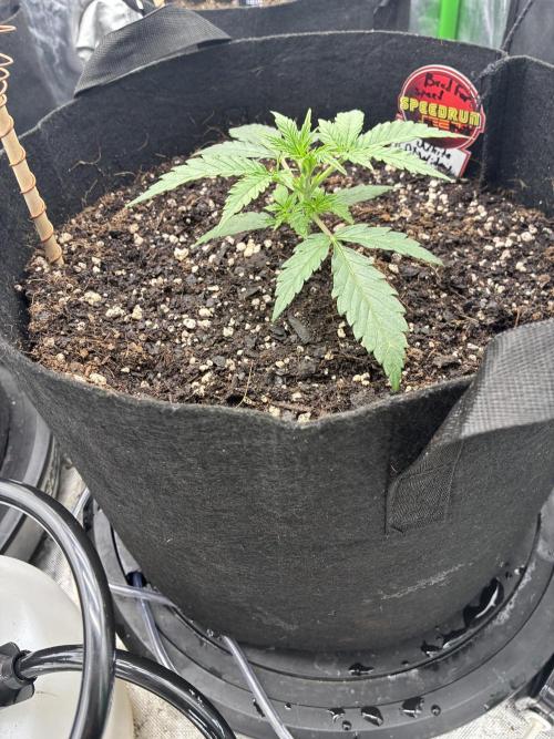 winter season, grow #2 officially. Week 0