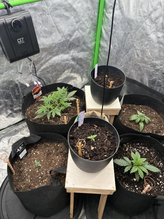 winter season, grow #2 officially. Week 1