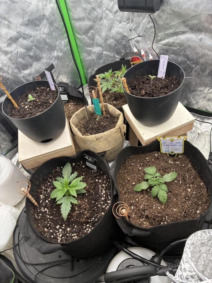 winter season, grow #2 officially. Week 2