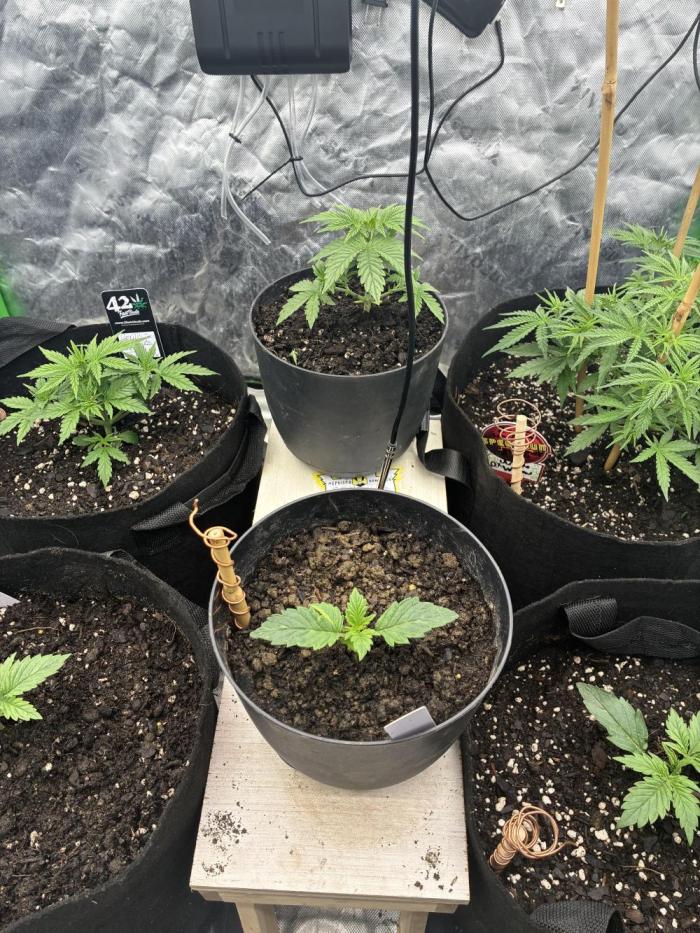 winter season, grow #2 officially. Week 3