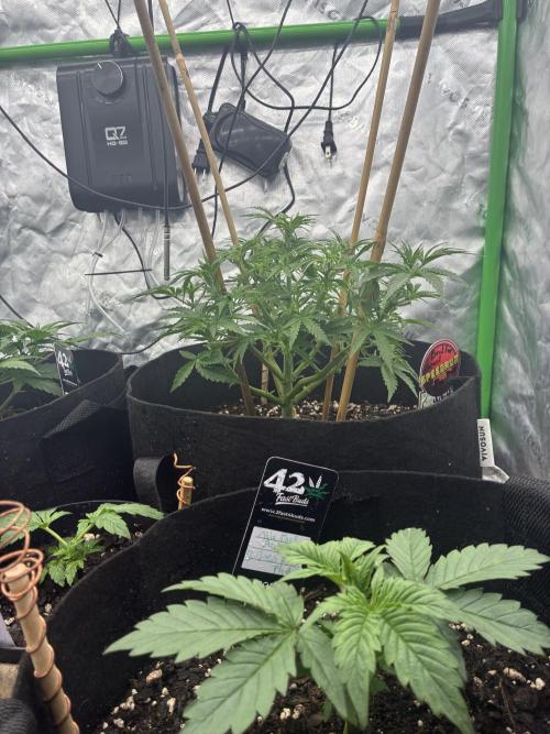 winter season, grow #2 officially. Week 5 - speed run tester side view at 35 days from sprout