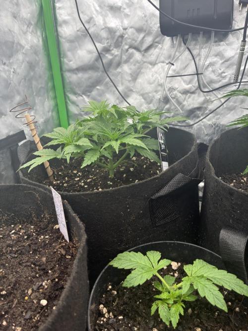 winter season, grow #2 officially. Week 5 - gorilla z at 30 days 