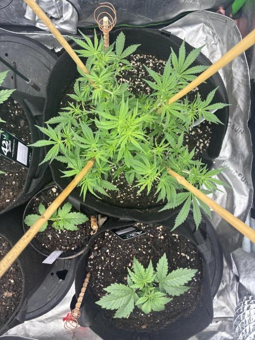 winter season, grow #2 officially. Week 5 - speed run after adding bamboo for light and training reasons