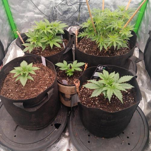 winter season, grow #2 officially. Week 5 - This is my ladies after 48hrs with added co2. No joke gained like 3 inches 