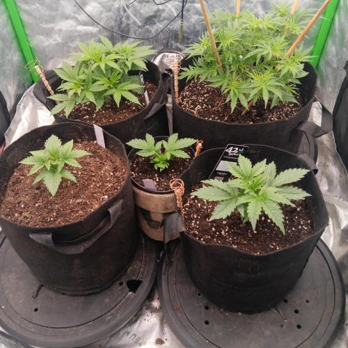 winter season, grow #2 officially. Week 5 - Looking so healthly and happy