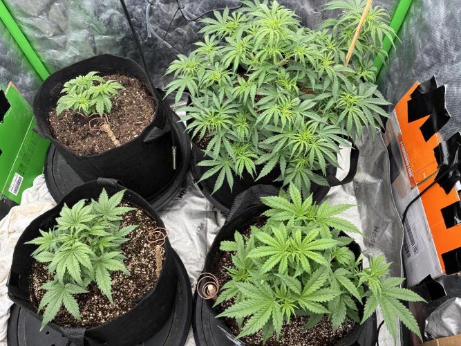 winter season, grow #2 officially. Week 6 - all are happy and well