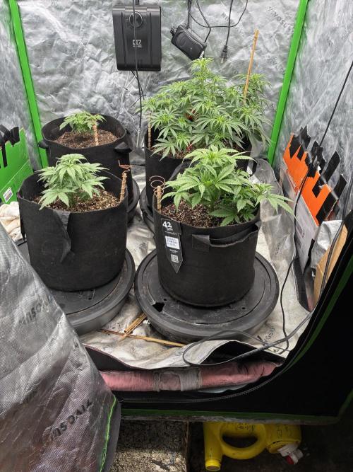 winter season, grow #2 officially. Week 6