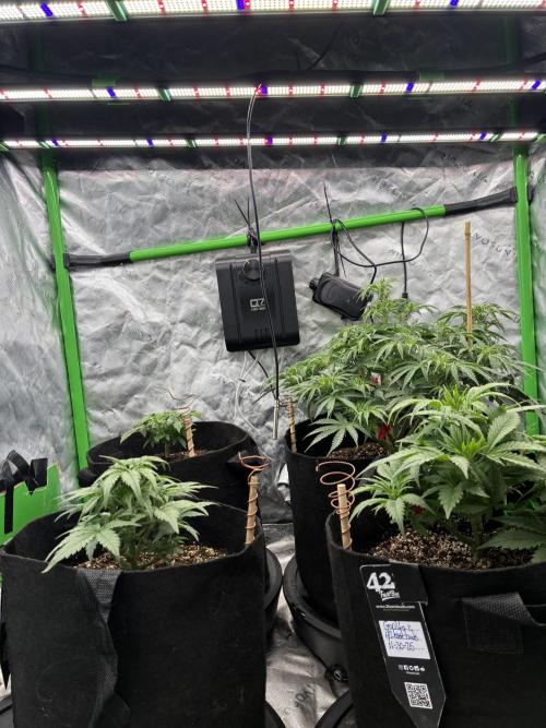 winter season, grow #2 officially. Week 6