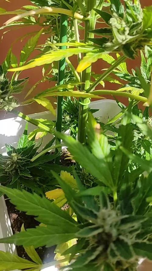 Cultivo Exterior Barney's Farm Autos