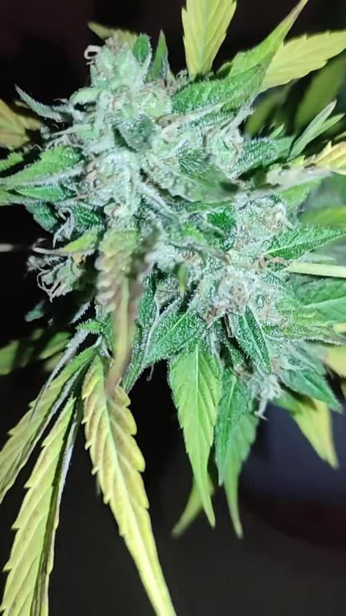 Cultivo Exterior Barney's Farm Autos