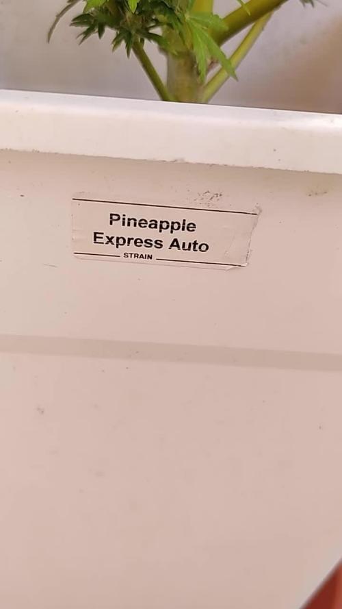 Cultivo Exterior Barney's Farm Autos