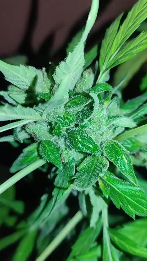 Cultivo Exterior Barney's Farm Autos