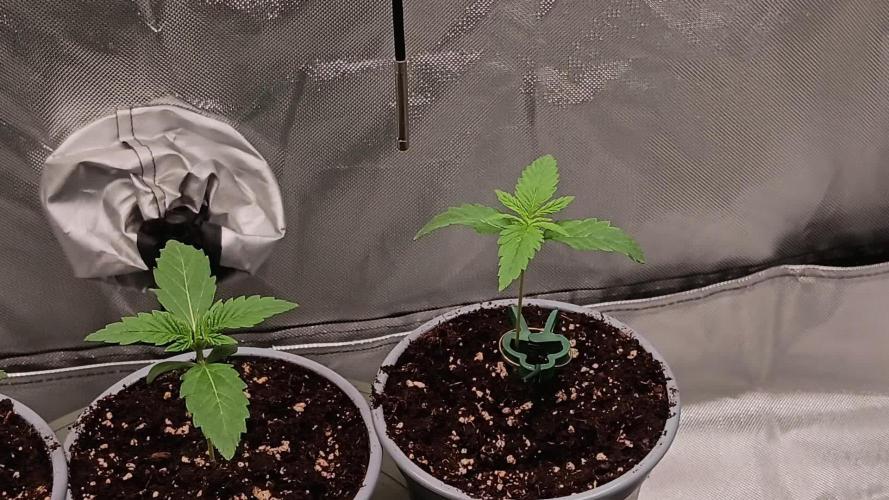 Critical & Royal Moby