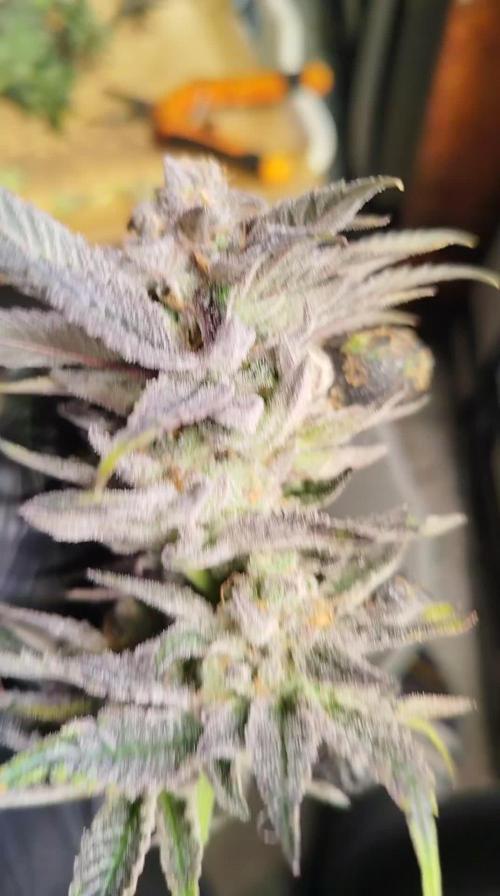 Lemon Haze RS11