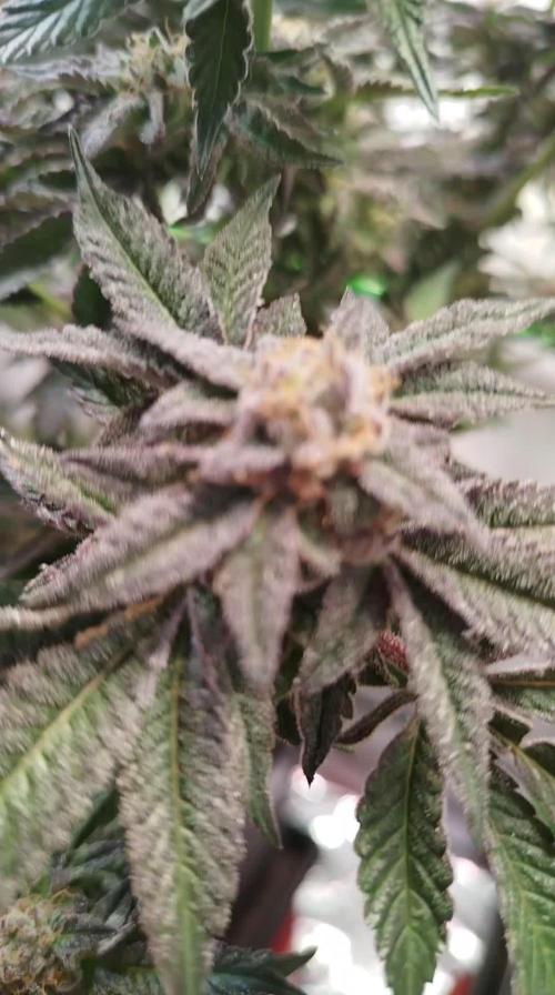 Lemon Haze RS11
