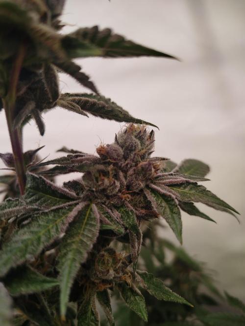 Super Banana Mango. Week 9