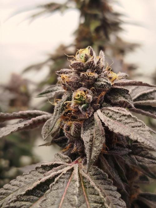 Super Banana Mango. Week 9