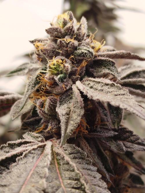Super Banana Mango. Week 9