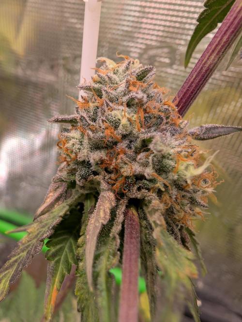 Wizardtrees. Week 8