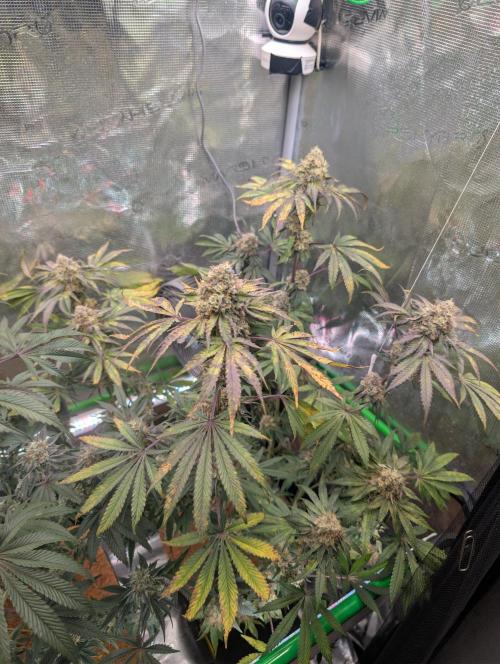 Wizardtrees. Week 8