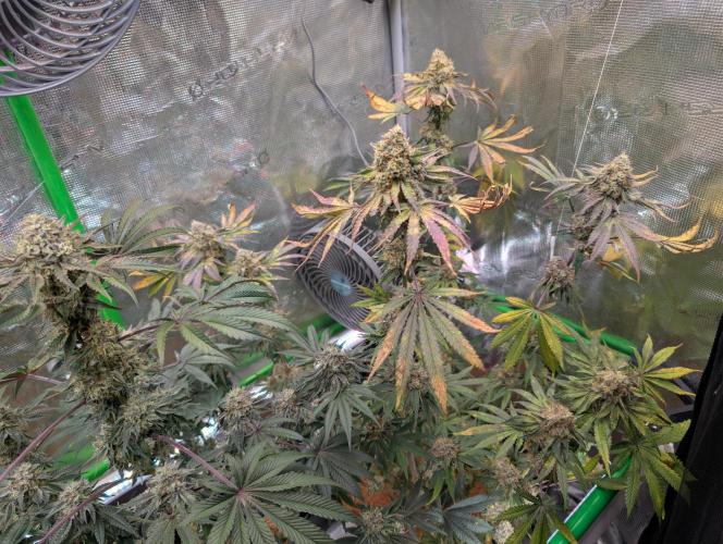 Wizardtrees. Week 8