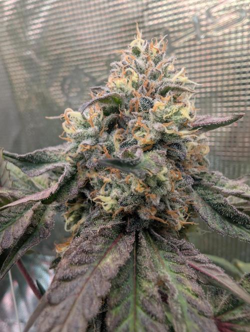 Wizardtrees. Week 8