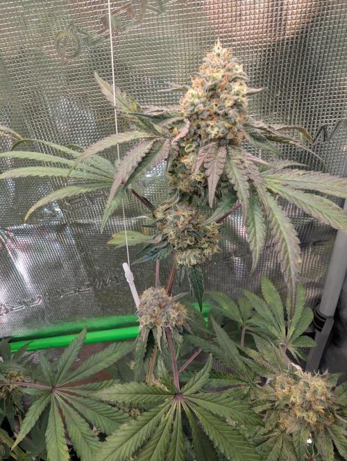 Wizardtrees. Week 8