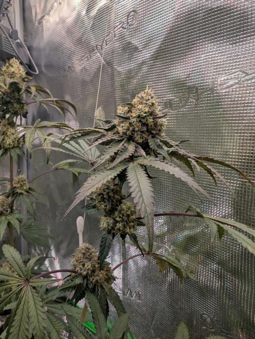 Wizardtrees. Week 8