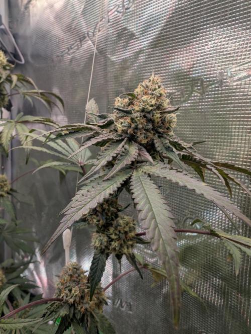Wizardtrees. Week 8