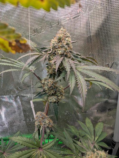 Wizardtrees. Week 8