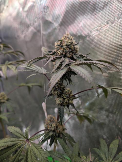 Wizardtrees. Week 8