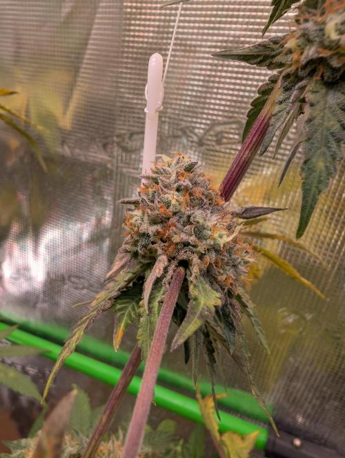 Wizardtrees. Week 8