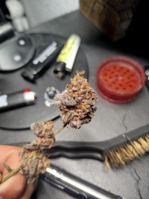 Wizardtrees. Week 9