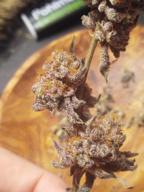 Wizardtrees. Week 9
