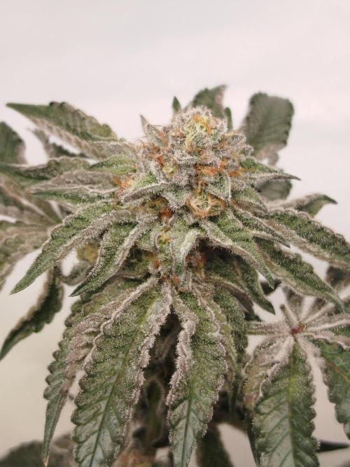 Wizardtrees. Week 9