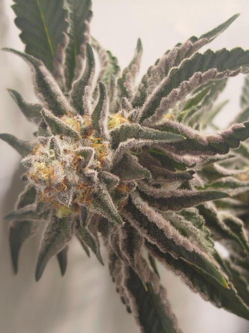 Wizardtrees. Week 9