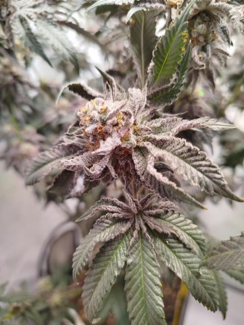 Wizardtrees. Week 9
