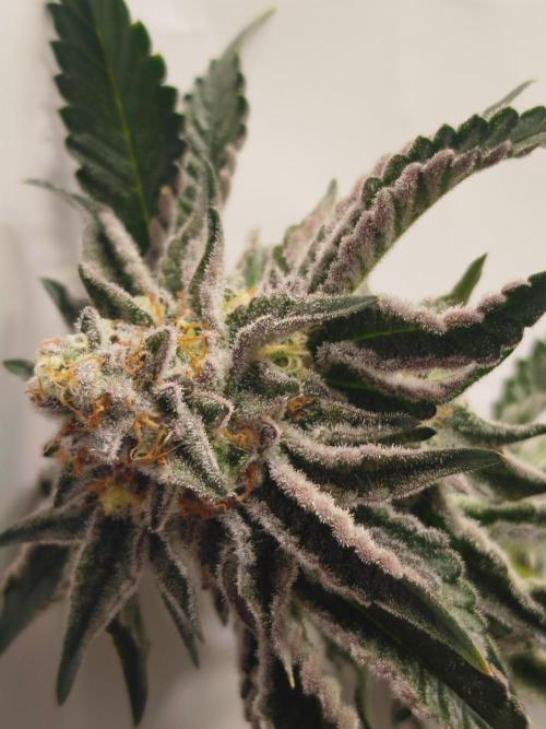 Wizardtrees. Week 9