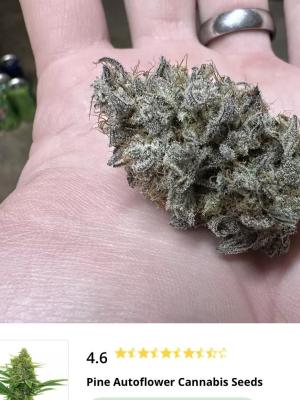 Comment by lucaswilder70 photo #2