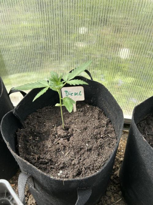 RQS mix. Week 2