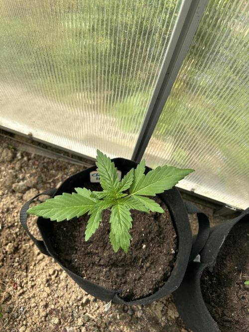 RQS mix. Week 2