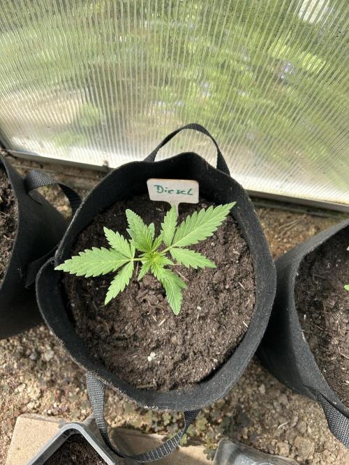 RQS mix. Week 2