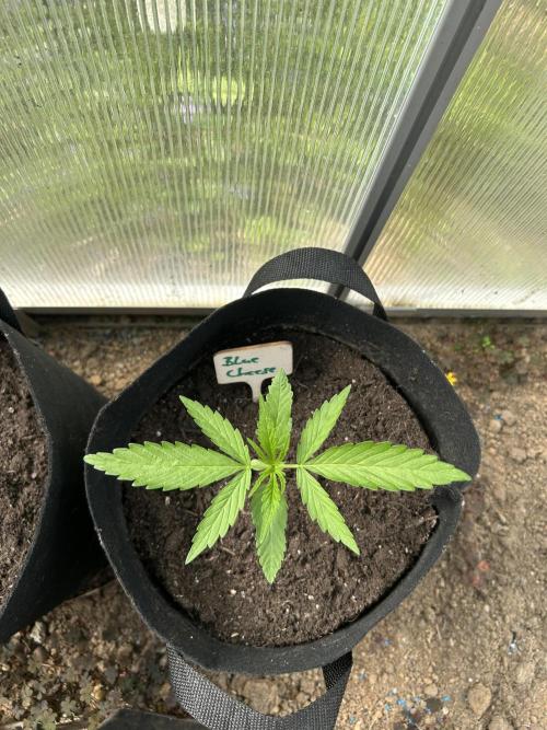 RQS mix. Week 2