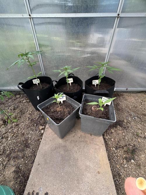 RQS mix. Week 3