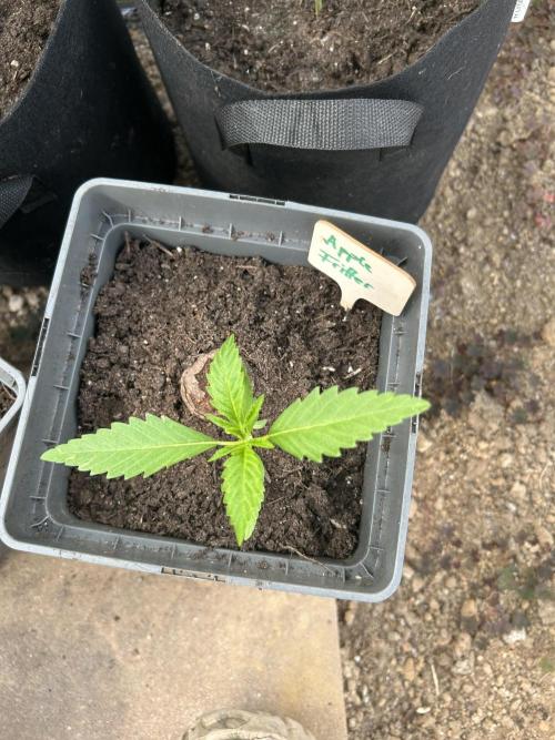 RQS mix. Week 3 - Apple Fritter