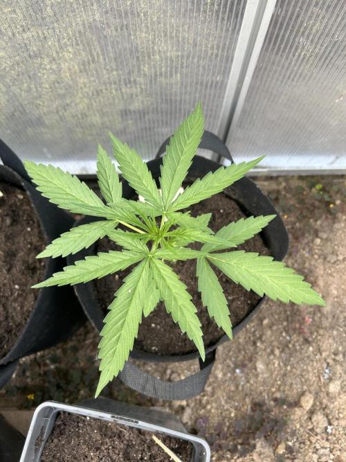 RQS mix. Week 3 - Blue Cheese
