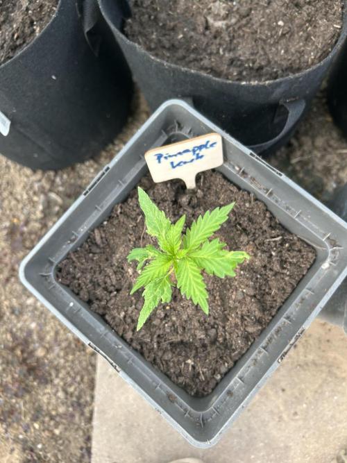 RQS mix. Week 3 - Pineapple Kush
