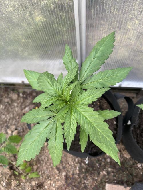 RQS mix. Week 3 - Chocolate Haze