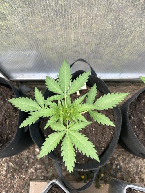 RQS mix. Week 3 - Diesel 